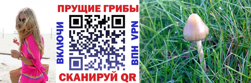 даркнет сайт  Ковдор  Галлюциногенные грибы ЛСД 